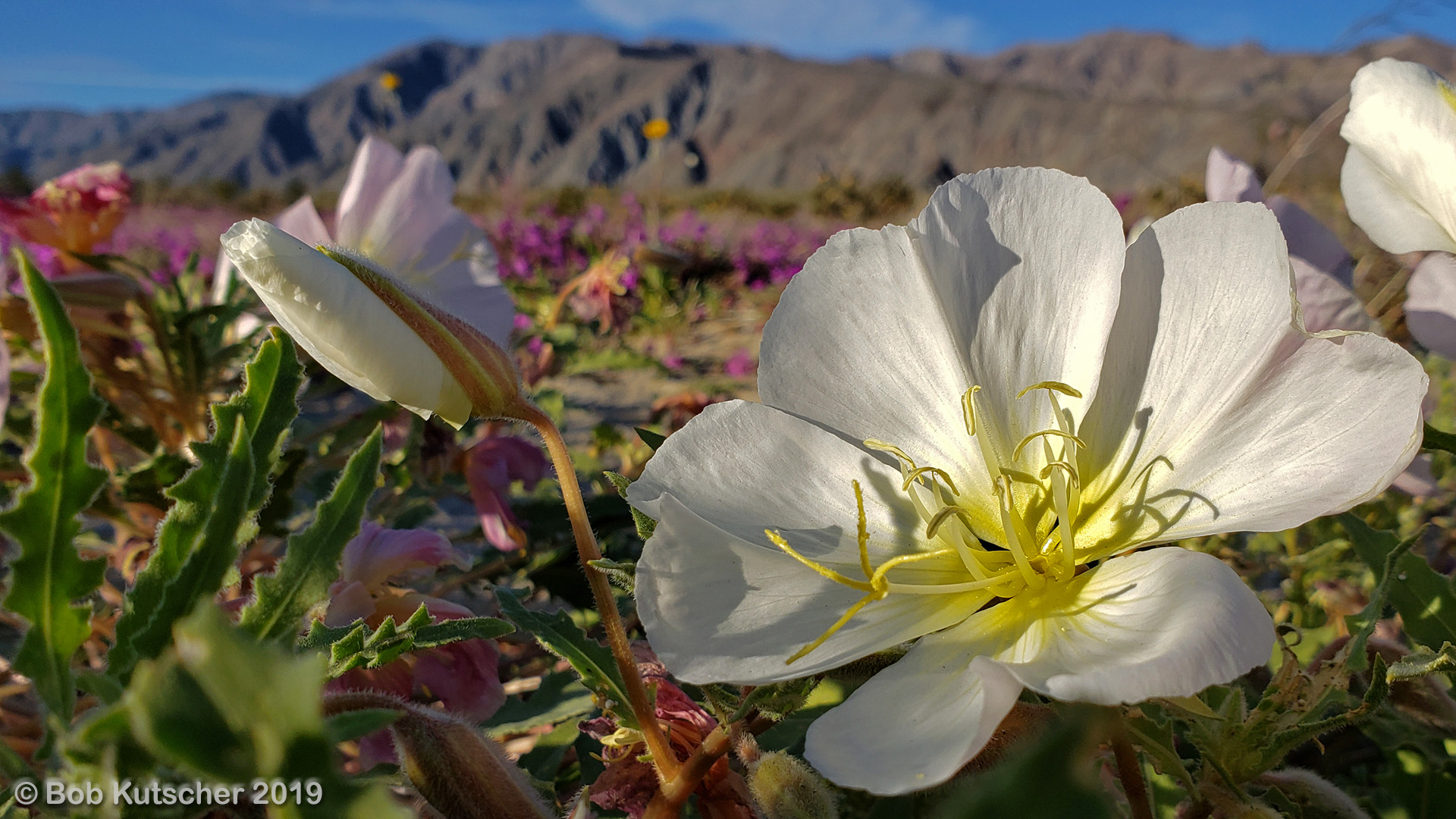 Borrego Springs, CA Superbloom 2019